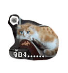 Weasley the cat（個別スタンプ：8）