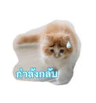 Weasley the cat（個別スタンプ：9）