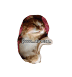 Weasley the cat（個別スタンプ：10）