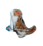 Weasley the cat（個別スタンプ：12）