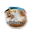 Weasley the cat（個別スタンプ：15）