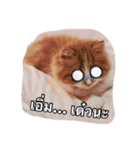 Weasley the cat（個別スタンプ：16）