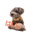 ワンわんにゃん（個別スタンプ：1）