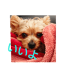 ワンわんにゃん（個別スタンプ：2）