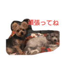 ワンわんにゃん（個別スタンプ：3）