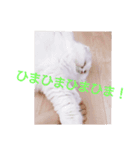 ワンわんにゃん（個別スタンプ：5）