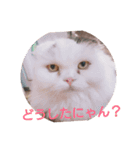 ワンわんにゃん（個別スタンプ：6）