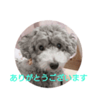 ワンわんにゃん（個別スタンプ：7）