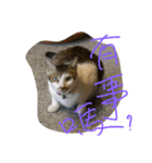 Yuki 0.0 Cat- new（個別スタンプ：1）