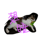 Yuki 0.0 Cat- new（個別スタンプ：4）