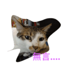 Yuki 0.0 Cat- new（個別スタンプ：5）