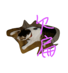 Yuki 0.0 Cat- new（個別スタンプ：6）