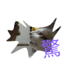 Yuki 0.0 Cat- new（個別スタンプ：7）