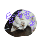 Yuki 0.0 Cat- new（個別スタンプ：8）