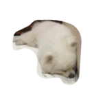 Haru the doggie 1（個別スタンプ：1）
