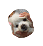 Haru the doggie 1（個別スタンプ：4）