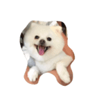 Haru the doggie 1（個別スタンプ：5）