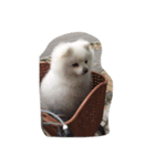 Haru the doggie 1（個別スタンプ：6）