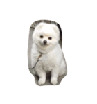 Haru the doggie 1（個別スタンプ：7）
