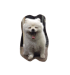 Haru the doggie 1（個別スタンプ：8）