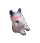 僕うさぎ①（個別スタンプ：6）
