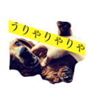 はなちゃんず！つー（個別スタンプ：1）