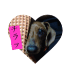 はなちゃんず！つー（個別スタンプ：8）
