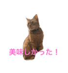 気ままな猫達と一緒に挨拶（個別スタンプ：9）