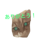 気ままな猫達と一緒に挨拶（個別スタンプ：13）