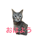 気ままな猫達と一緒に挨拶（個別スタンプ：17）