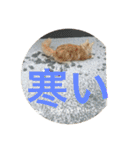 気ままな猫達と一緒に挨拶（個別スタンプ：30）