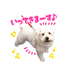 保護犬はなとリクガメビリー（個別スタンプ：11）