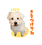 保護犬はなとリクガメビリー（個別スタンプ：14）