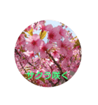 サクラサク（個別スタンプ：1）