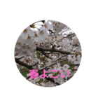 サクラサク（個別スタンプ：2）
