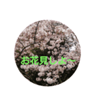 サクラサク（個別スタンプ：3）