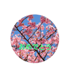 サクラサク（個別スタンプ：5）