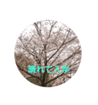 サクラサク（個別スタンプ：6）