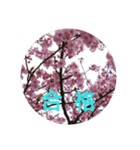 サクラサク（個別スタンプ：7）