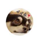 minte ＆ poteto（個別スタンプ：11）