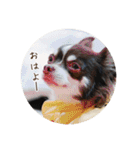 minte ＆ poteto（個別スタンプ：19）