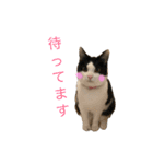 あんず＆しらすスタンプ（個別スタンプ：1）