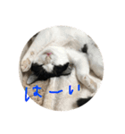 あんず＆しらすスタンプ（個別スタンプ：14）