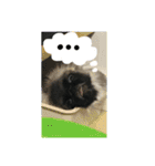 パグ×ペキニーズ（個別スタンプ：3）