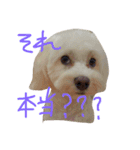 ぷぺぽの日常（個別スタンプ：10）