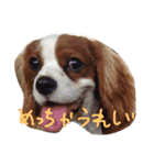 ぷぺぽの日常（個別スタンプ：11）