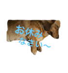みーの気持ち（個別スタンプ：3）