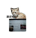 猫のしょーいちとめー（個別スタンプ：1）