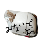 猫のしょーいちとめー（個別スタンプ：3）