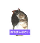猫のしょーいちとめー（個別スタンプ：4）